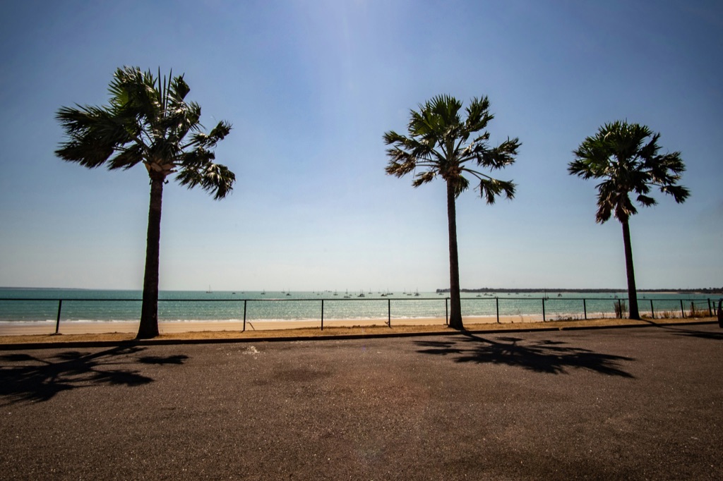 Palm trees along the Darwin waterfront